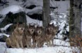 /album/fotogallerij/a1-wolf-7-jpg/